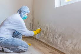 Professional Mold Removal & Remediation in Elverta, CA